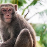 ฝีดาษลิง (Monkeypox) คืออะไร?