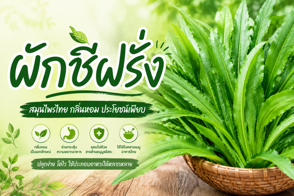 ผักชีฝรั่ง คืออะไร ? ประโยชน์และสรรพคุณที่ควรรู้